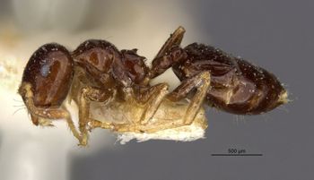 Media type: image;   Entomology 29394 Aspect: habitus lateral view